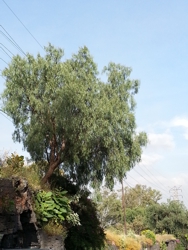 FOTOGRAFÍA [188 x 250 px]