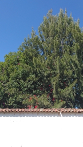 FOTOGRAFÍA 41 [169 x 300 px]