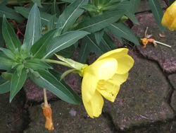 FOTOGRAFÍA No. 9 [188 x 250 px]