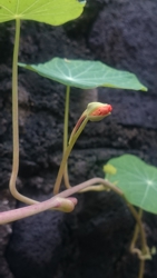 FOTOGRAFÍA [141 x 250 px]