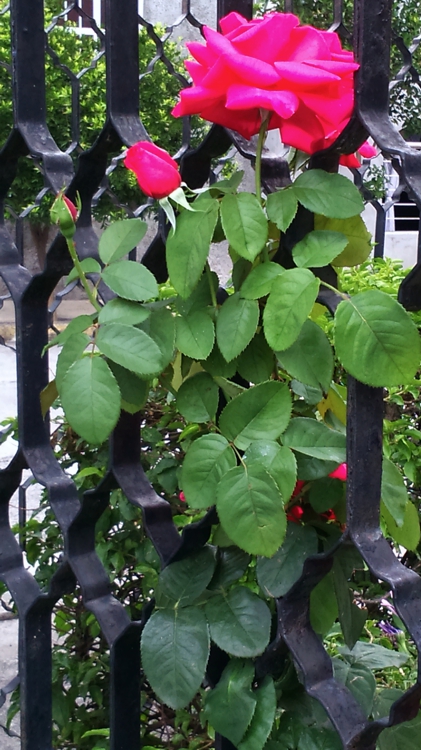 FOTOGRAFÍA titulada "Buenas tardes señora rosa"