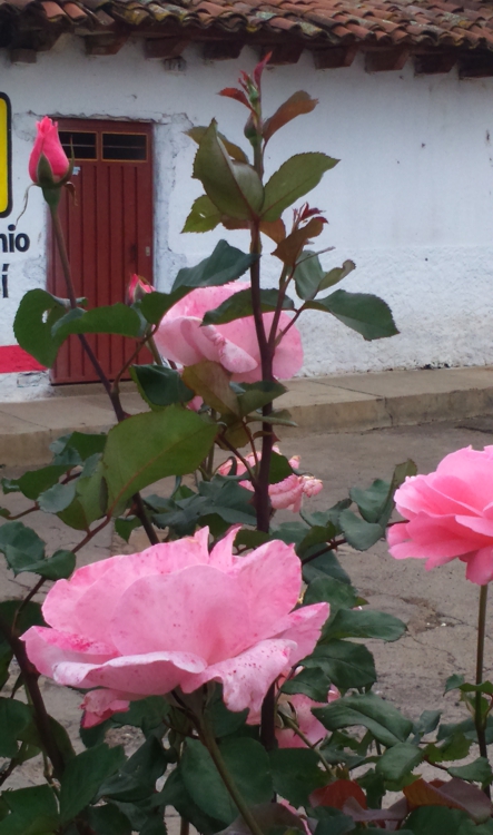 FOTOGRAFÍA 443x750px