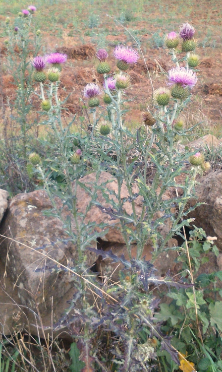 fotografía titulada "Yerbas, rosa, piedras..."