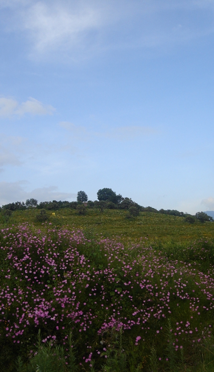 FOTOGRAFÍA [431 x750 px]