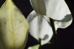 FOTOGRAFÍA 2019 08 10 A [250 x 167 px]