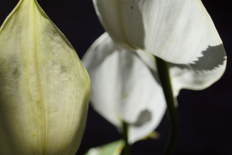 FOTOGRAFÍA [750 x 500 px]