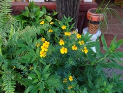 FOTOGRAFÍA 2019 11 01 A [250 x 188]