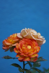 2019 11 04 B [167 x 250 px]